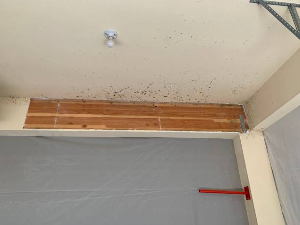 Mold Odor Removal Services in New Bremen, OH