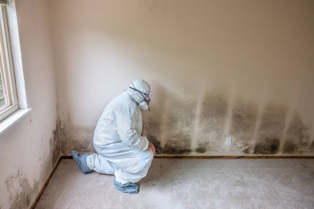 Best Mold Damage Restoration  in New Bremen, OH